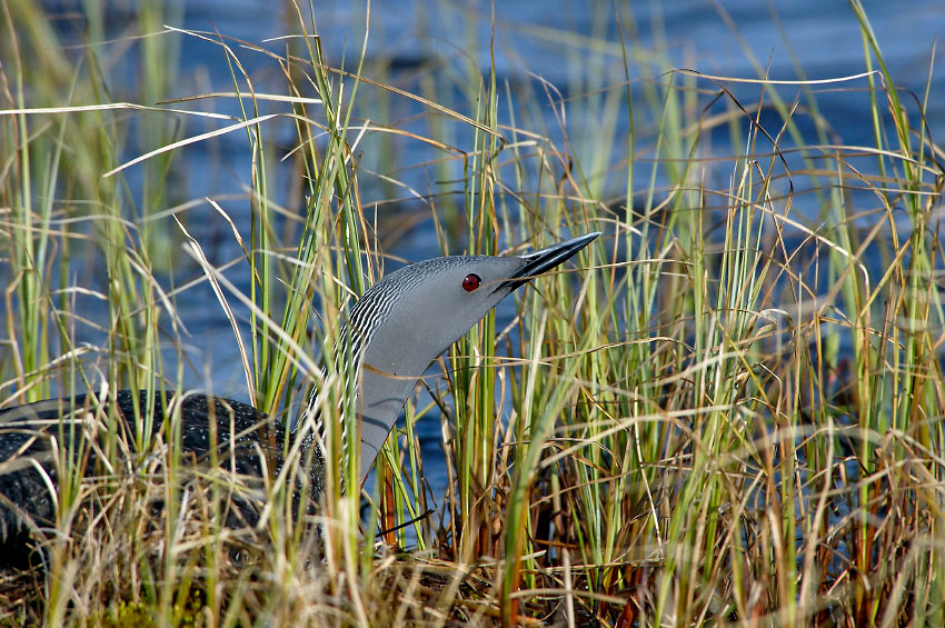 Чудо осоковое Краснозобая гагара, Gavia stellata, Red-throated Loon, Tobseda, Barents Sea, Arctic