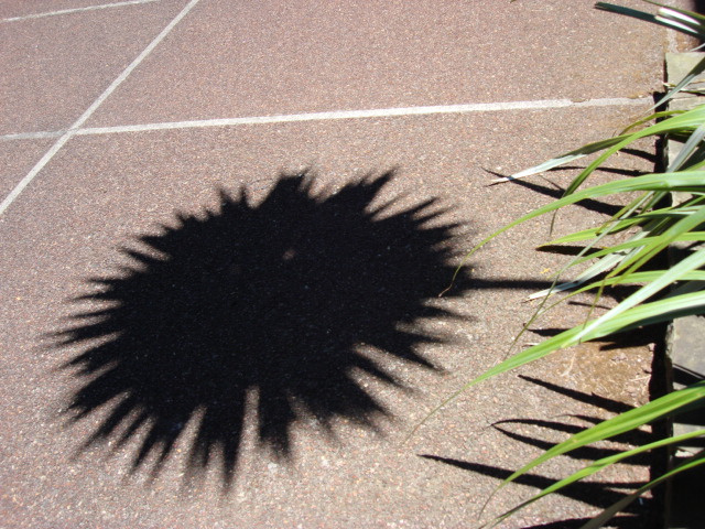 Palm 