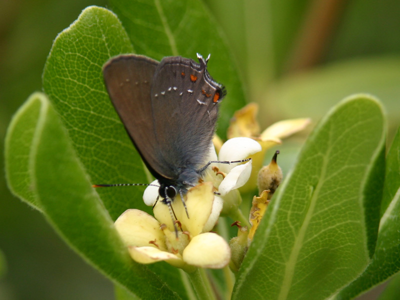 Greek Butterfly бабочка butterfly
