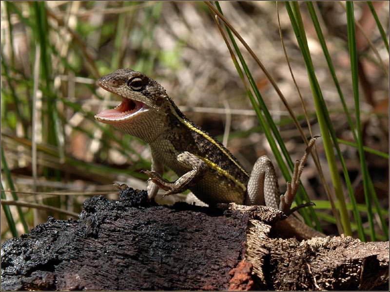 Очень маленький дракон nobbi dragon