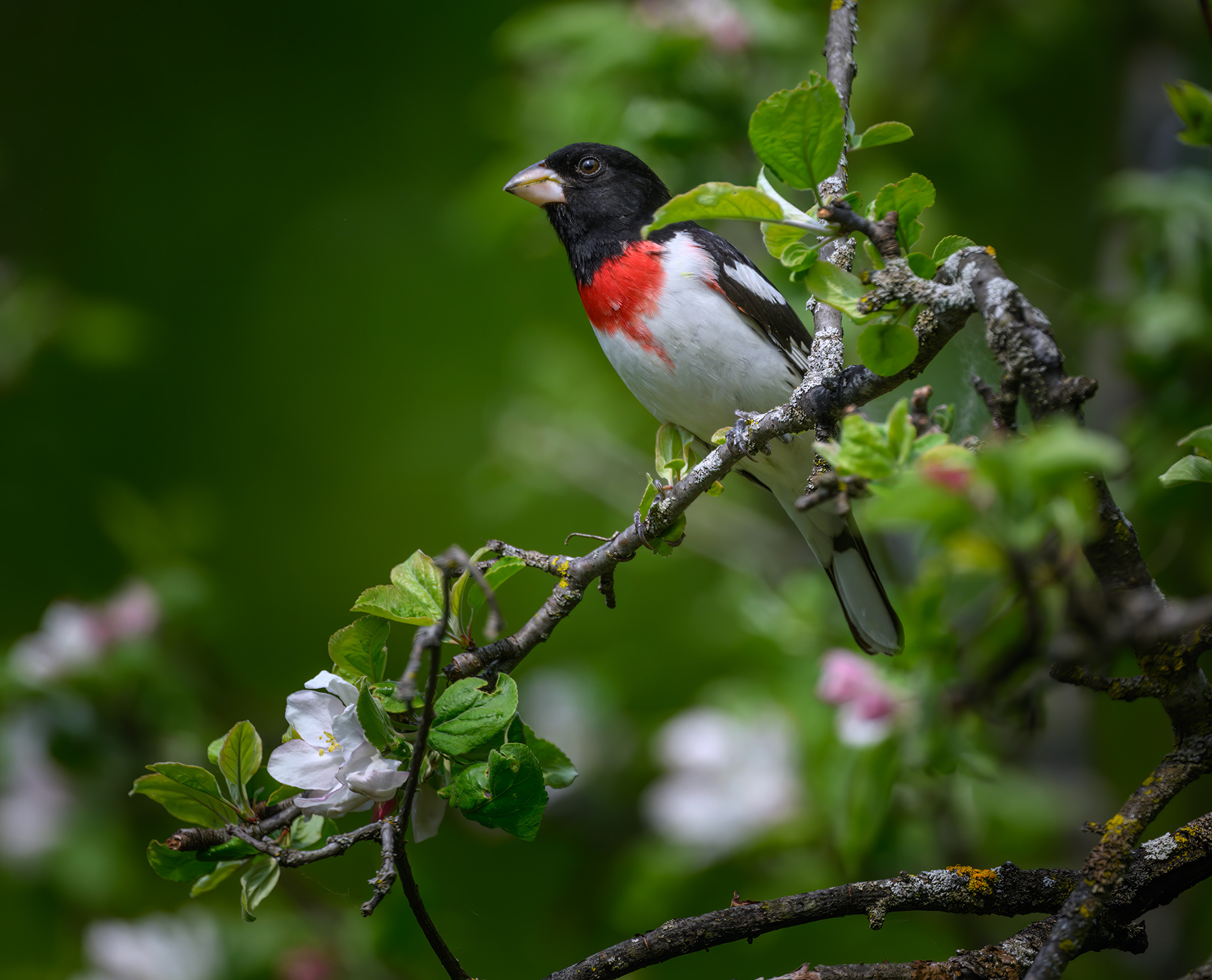 Rose-breasted Grosbeak (m) 