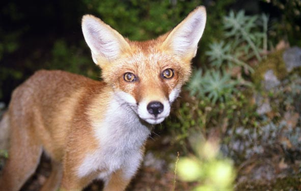 fox 