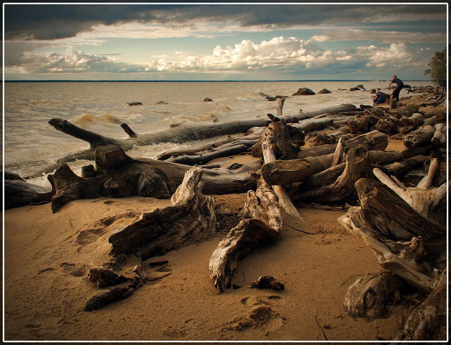 Обь. Коряги наступают. обское море разлив