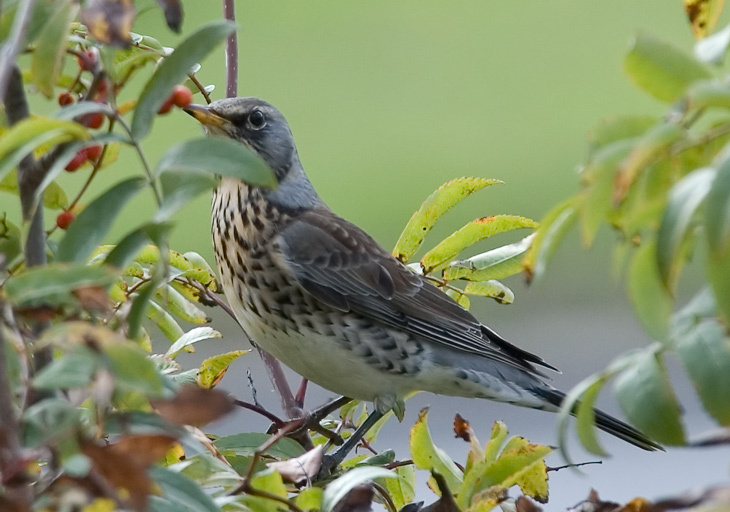 Turdus pilaris дрозд рябинник