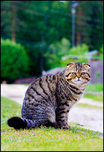 Котейка кот полосатый