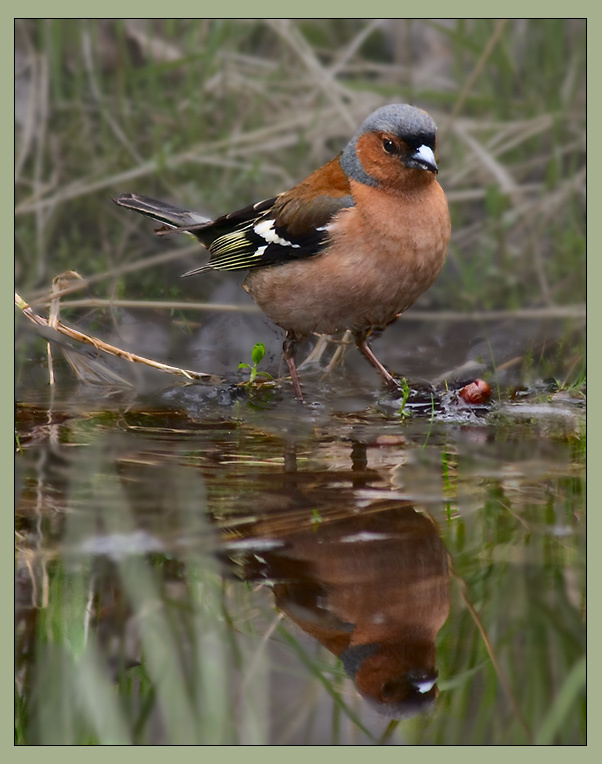 Почти Нарцисс птицы зяблик chaffinch Fringilla coelebis