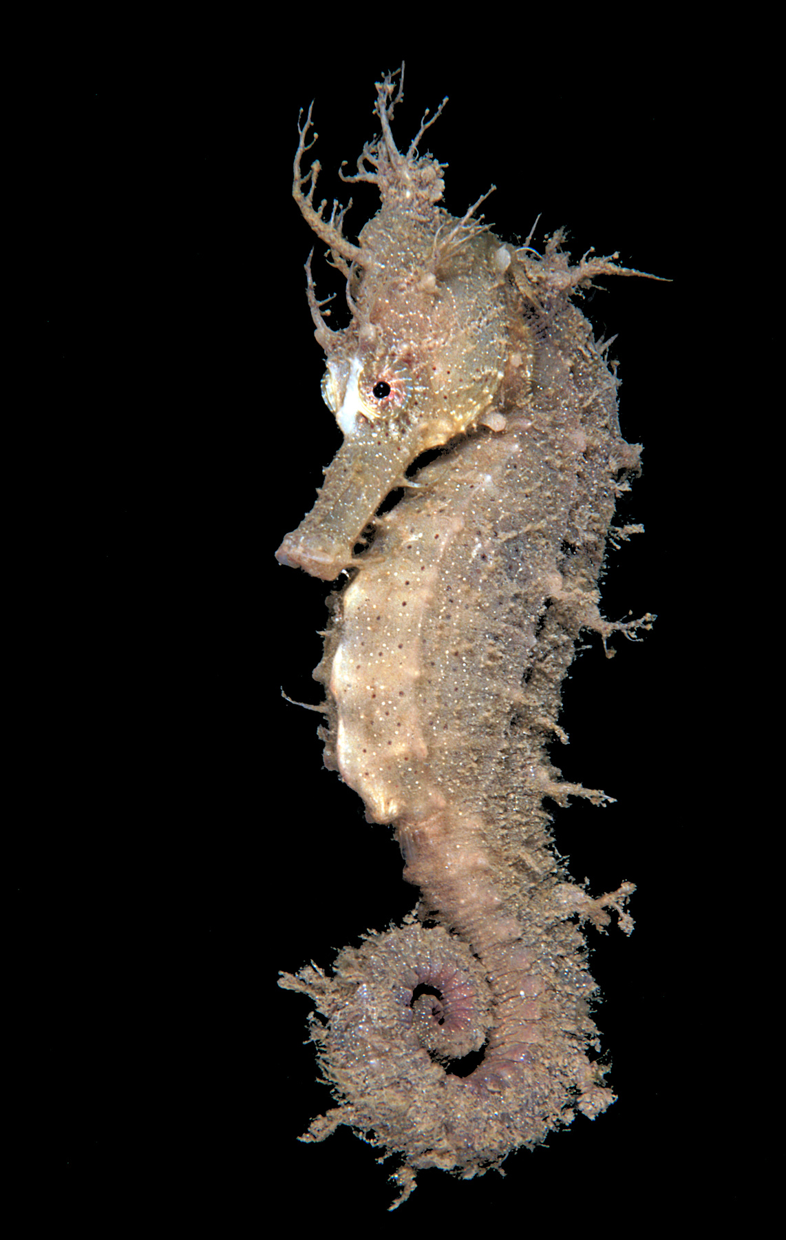 Sea horse 