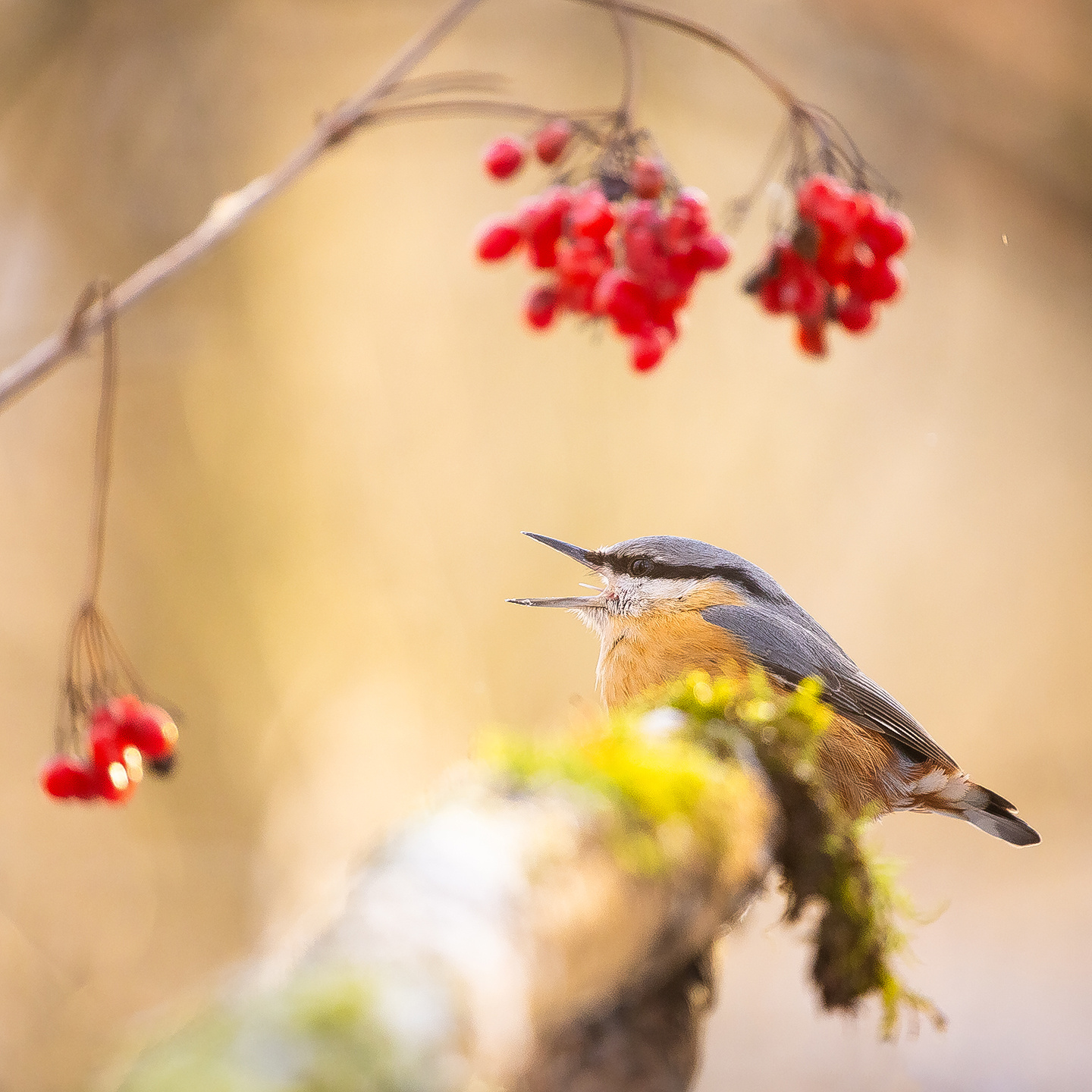 Nuthatch 