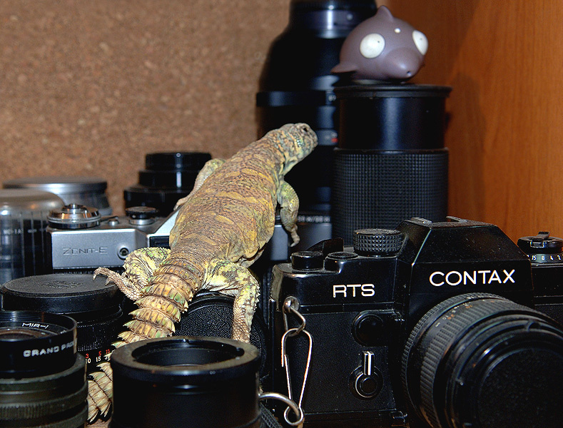 А ты кто такой??? украшенный шипохвост Uromastyx ornatus