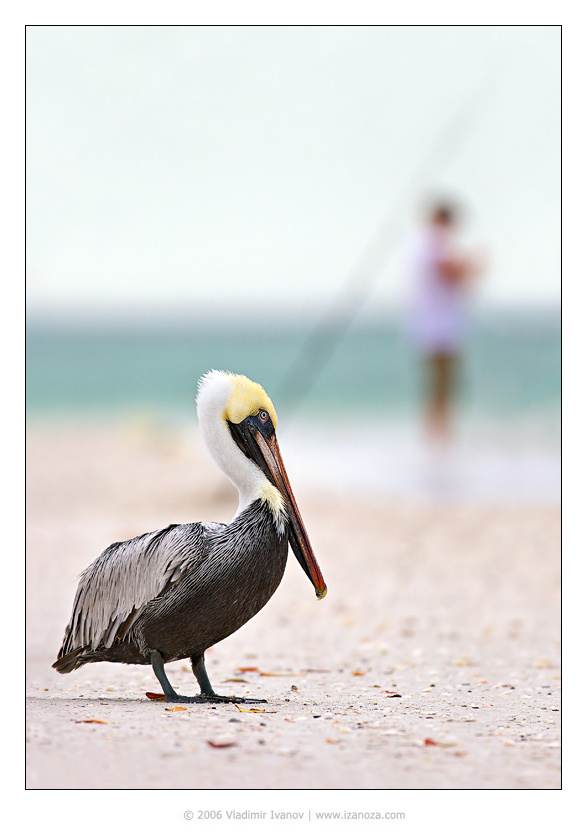 Рыбаки рыбаки бурый пеликан Brown Pelican Florida US