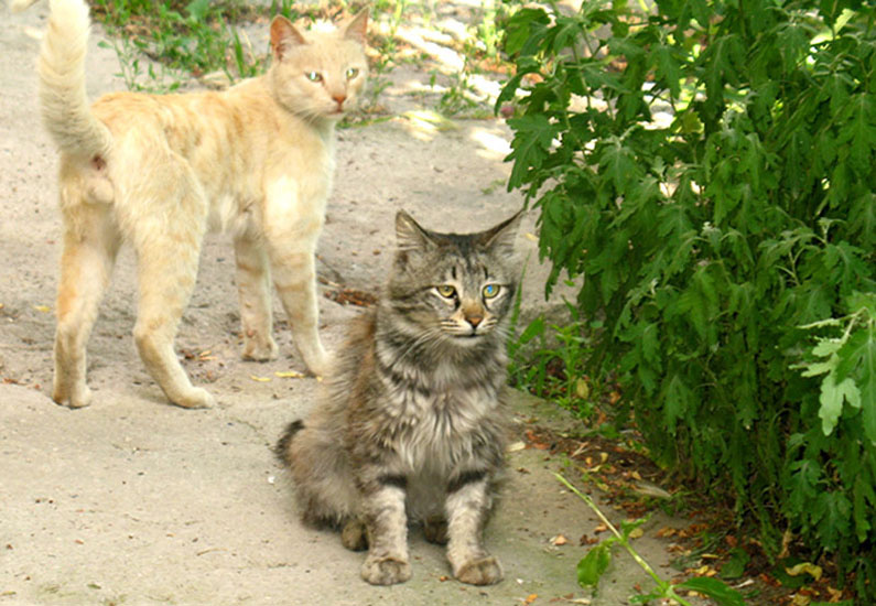 Purtulik s bratom Purtulik, cat, кот, кошка, кошки во дворе, глазки, котенок