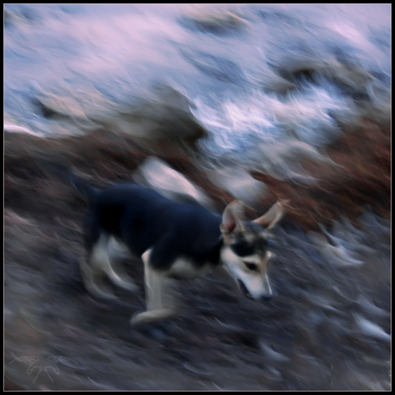 Dog\'s seashore running. Impressionism. 