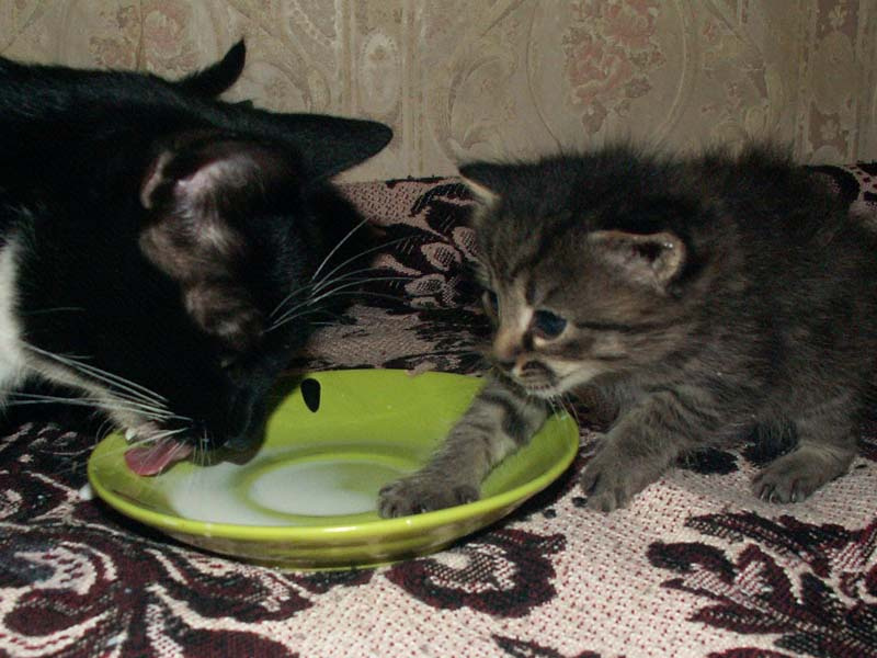 Котята ищут семью котёнок блюдце