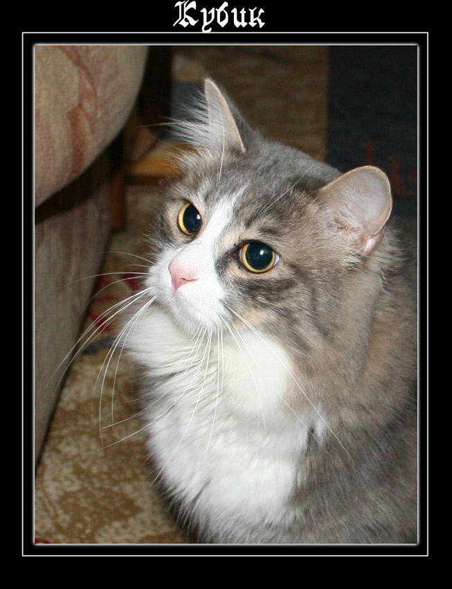 портрет кота кот, портрет