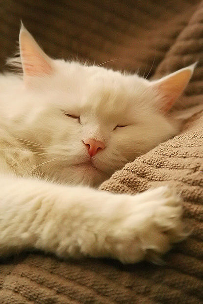 кот кот