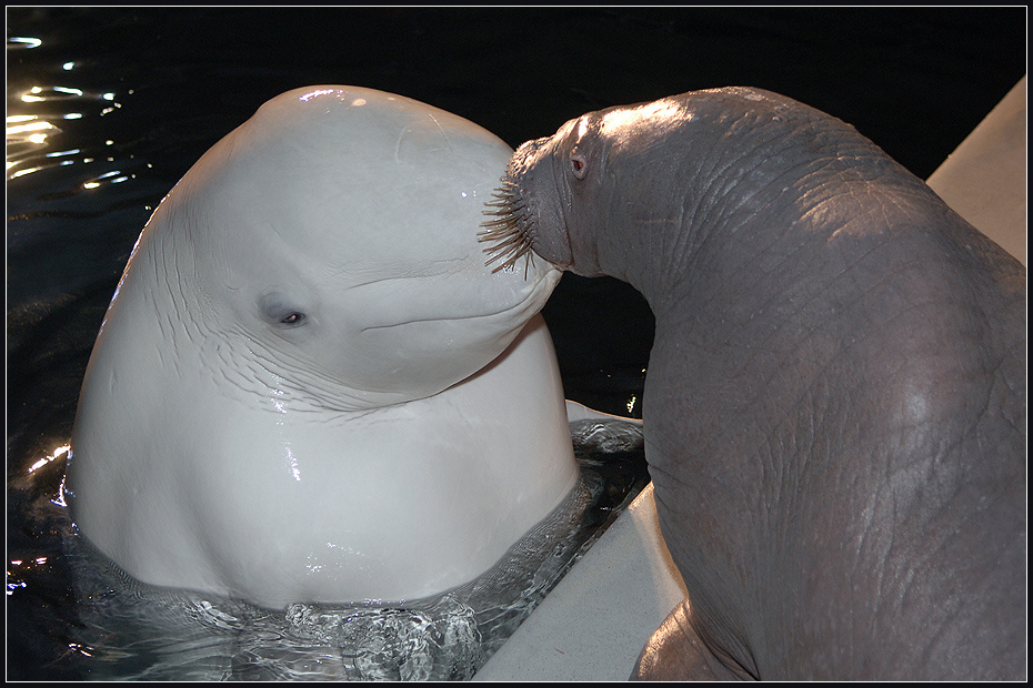 Ну хорошо, уговорила! Но только в лобик! морж Odobenus rosmarus белуха Delphinapterus leucas