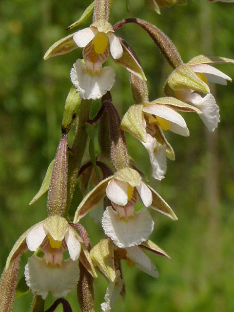 Epipactis palustris цветы орхидея