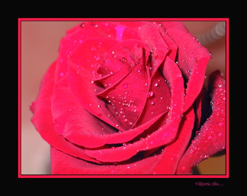 just a rose 