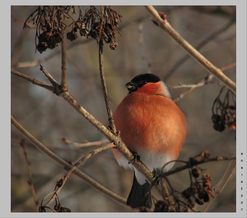 классический крепыш снегирь bullfinch, калина, февраль