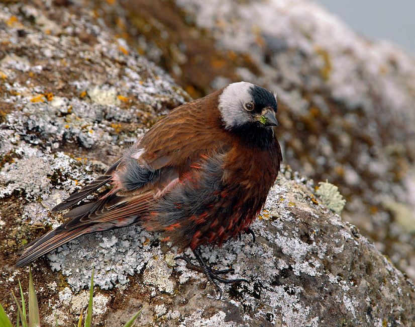 Вьюрок Американский вьюрок, Leucosticte tephrocotis, Остров Св. Георгия, о-ва Прибылова, Gray-crowned Rosy-Finch, St. George Island, the Pribilofs, Bering Sea, Alaska