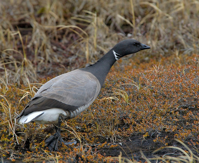 Только бы удрать Черная казарка, Branta bernicla, Brent Goose, Tobseda, Barents Sea, Arctic