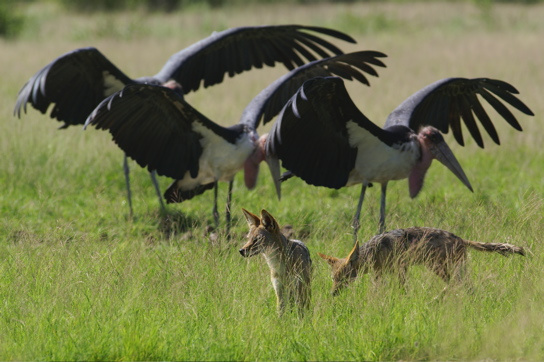про отдельную бдительность Botswana Kalahari