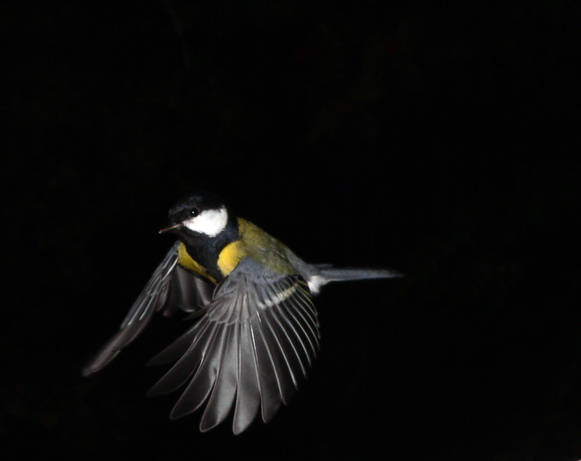 В полете синица, parus major