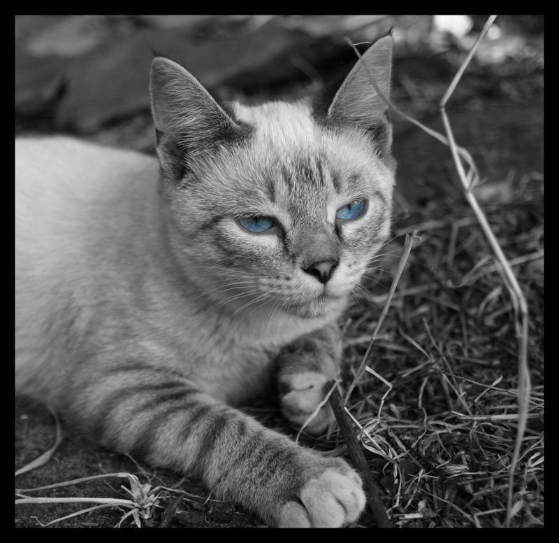 Мечтатель кот кошка