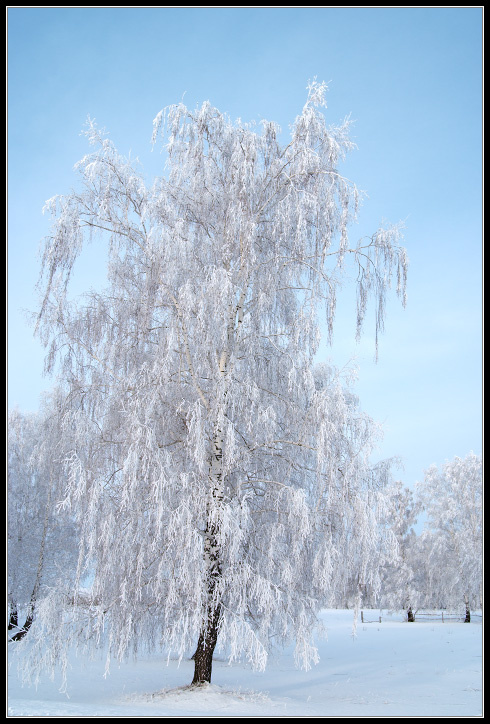 Иней... Siberia.