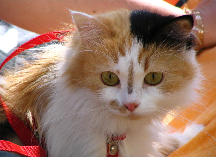 Кошка Ника 
