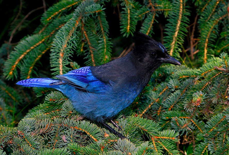 Просто сойка Стеллерова сойка, Cyanocitta stelleri, Steller’s Jay, Anchorage, Alaska
