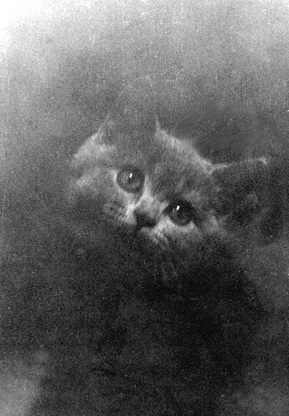 портрет умершей кошки кошка
