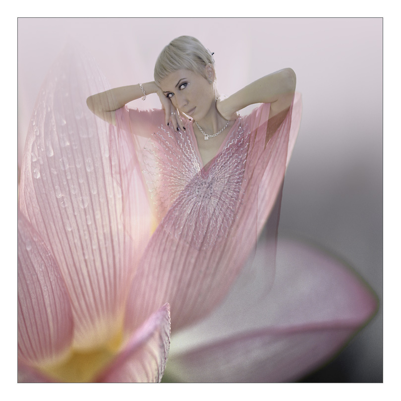 из серии FLOWers ||| lotus ||| 