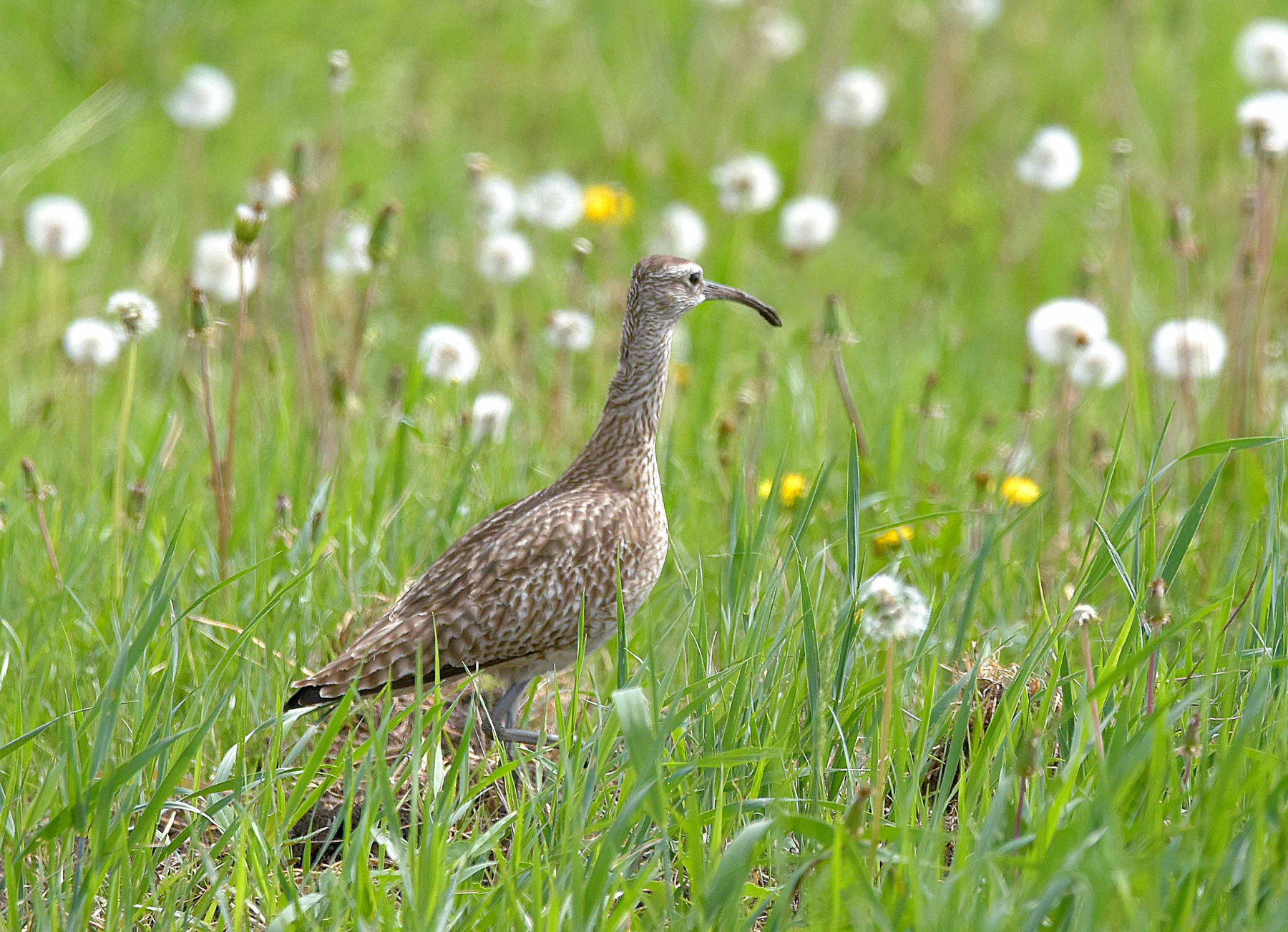 Numenius phaeopus На лугу. Средний кроншнеп