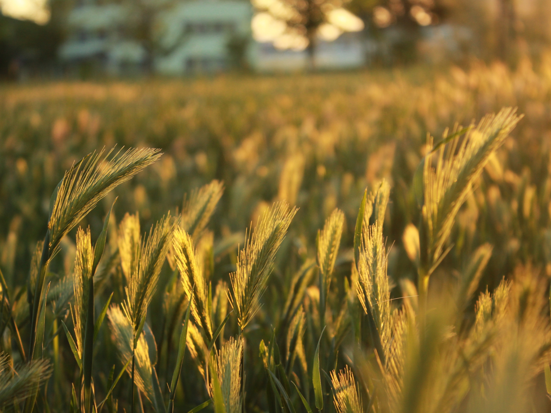 Grass spikelets on the field at sundown. backgrounds, bright, close, close-up, color, day, field, flora, grass, green, growth, landscape, light,