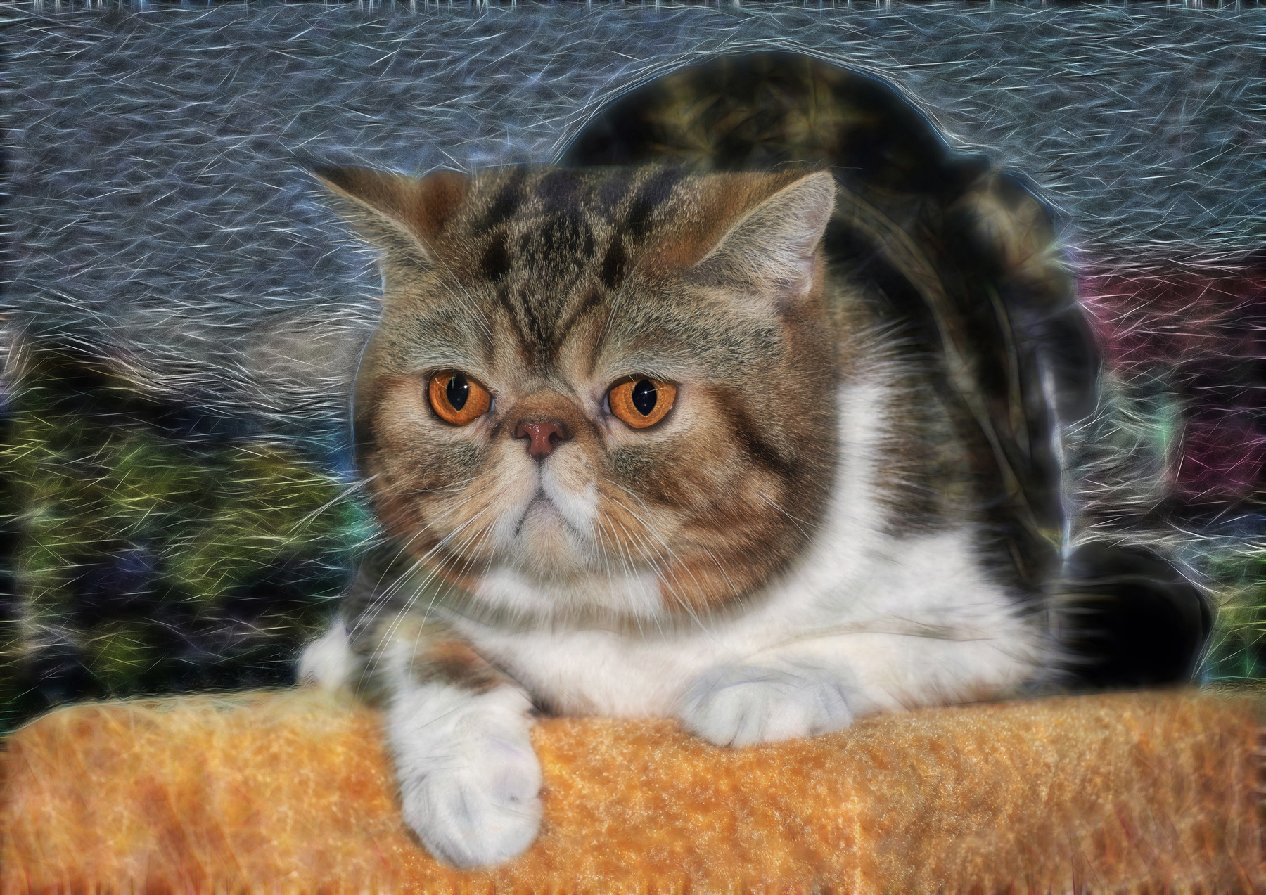 Лубок кошачий 