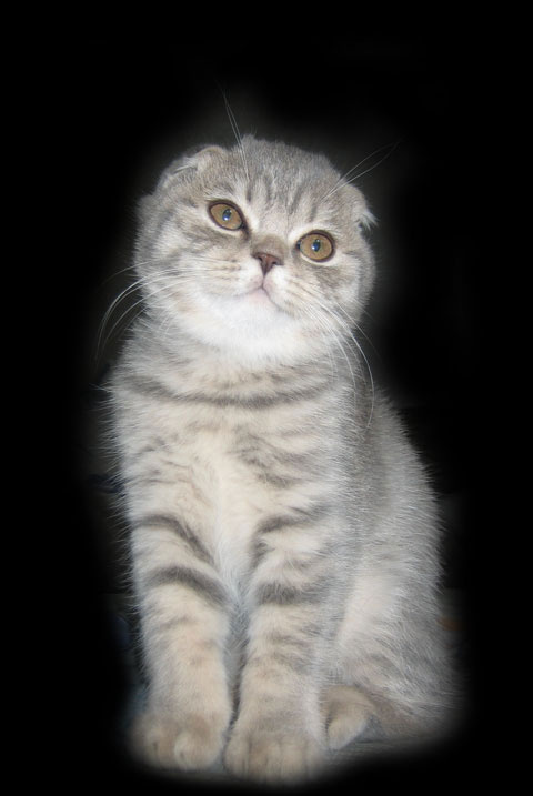 PussyCat котенок
