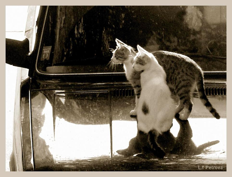 Жизнь бездомных кошек как она есть (3) кот кошка машина