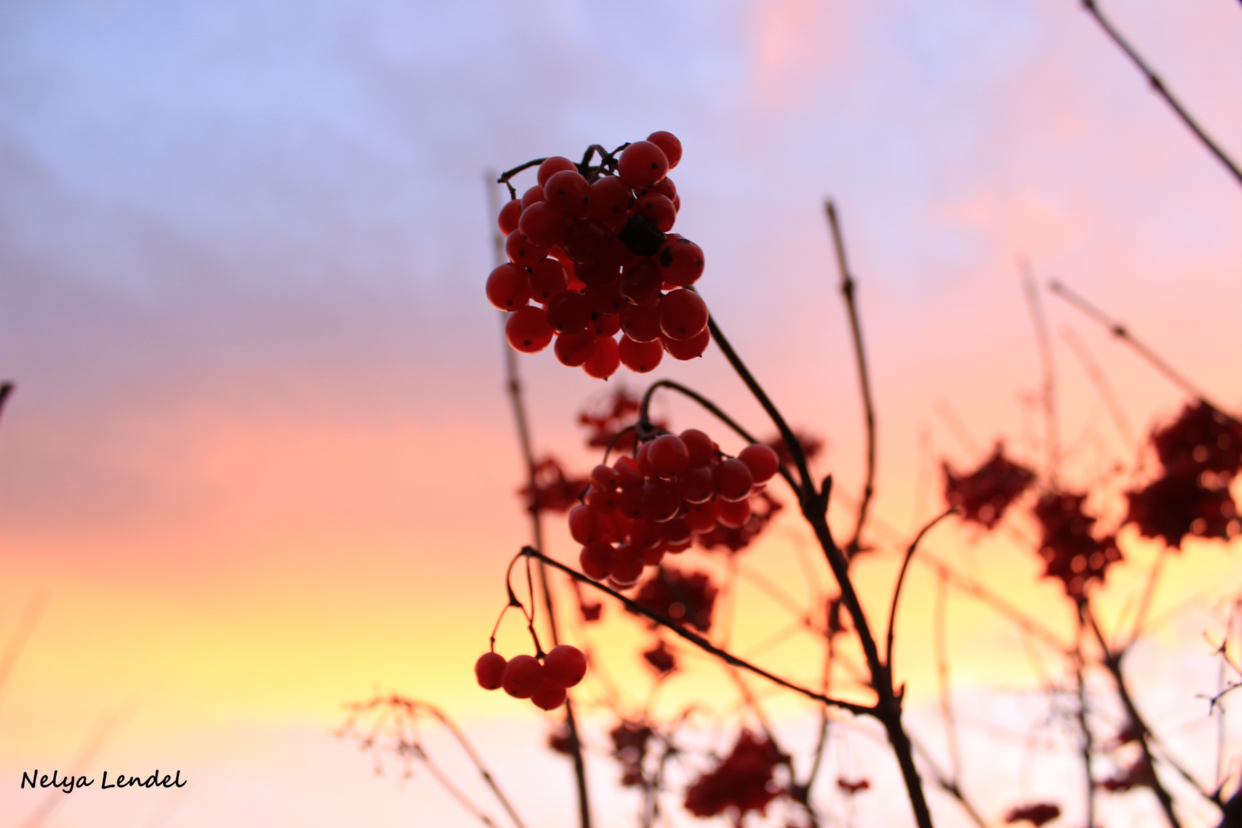 *** Природа