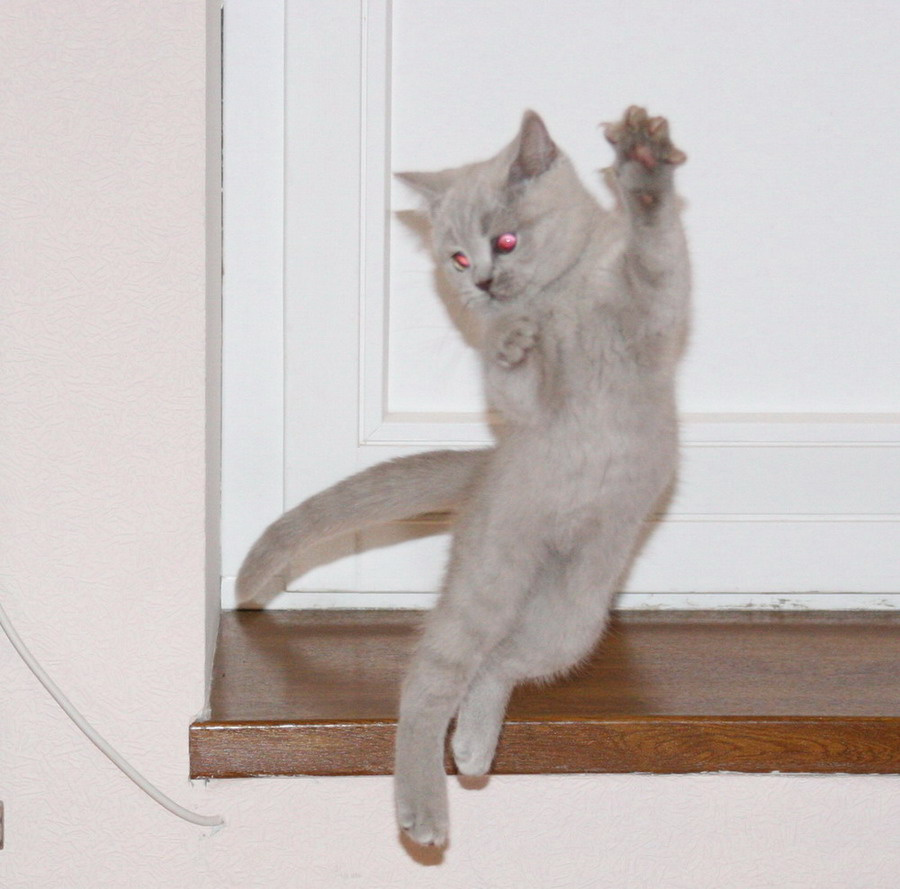 Murasaky котенок