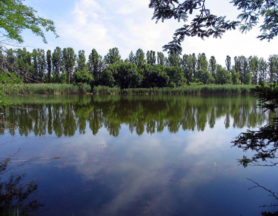 Тишина пруд,камыш