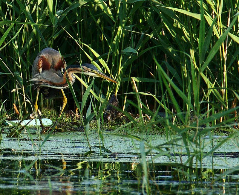 Контрабандист Рыжая цапля (Ardea purpurea)