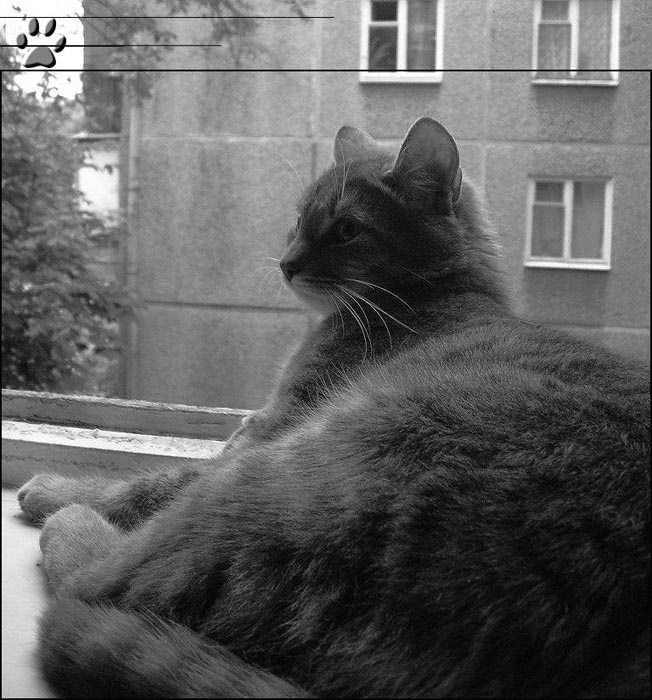устала.. кошка окно