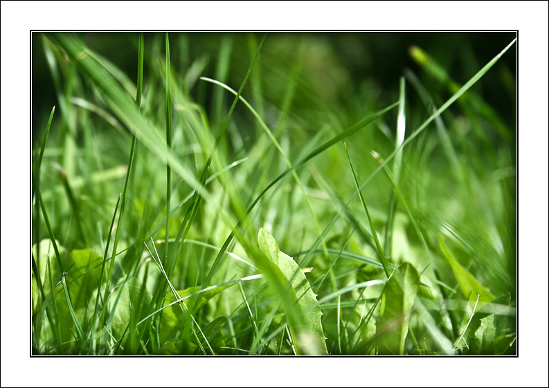 Grass 