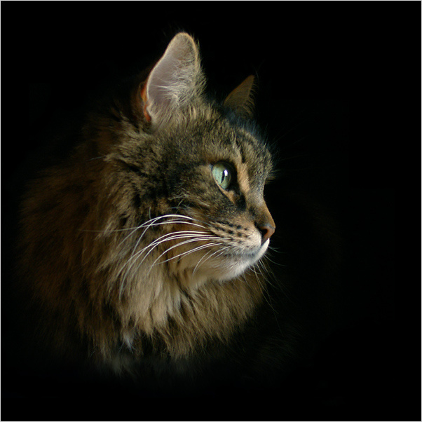 портрет кота портрет кот