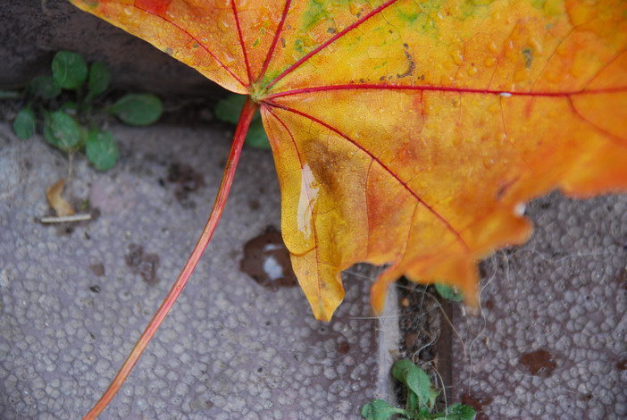 AutumnWater лист клен капля осень