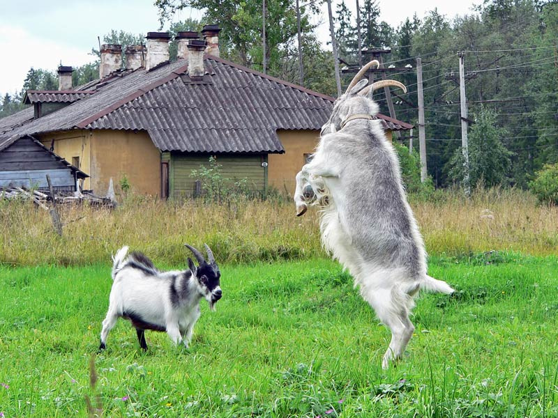 Ну, Козлы дают.... коза козлы козёл брачные игры рога любовь