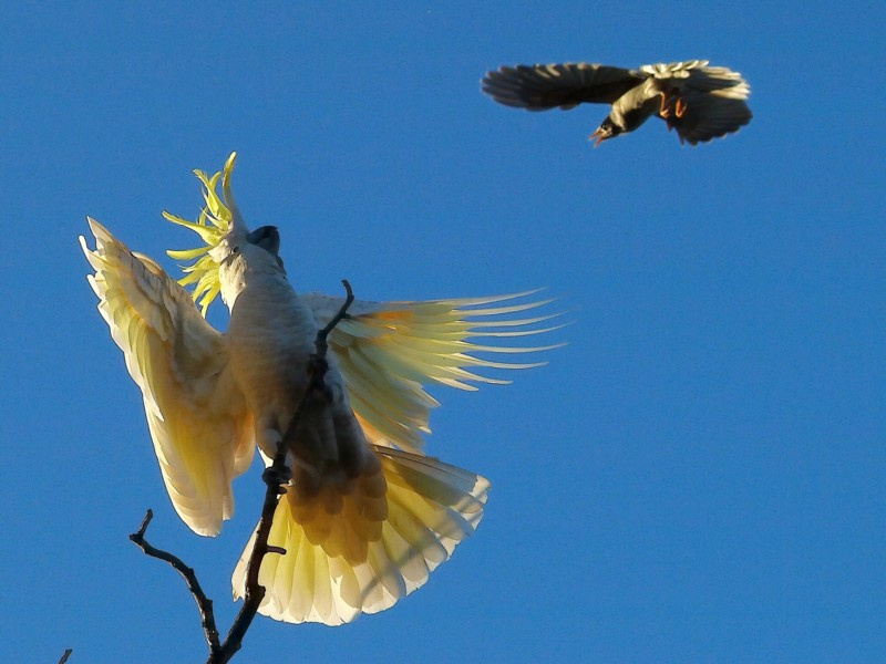 Схватка cockatoo noisy_miner