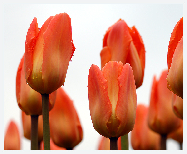 Tulips тюльпаны