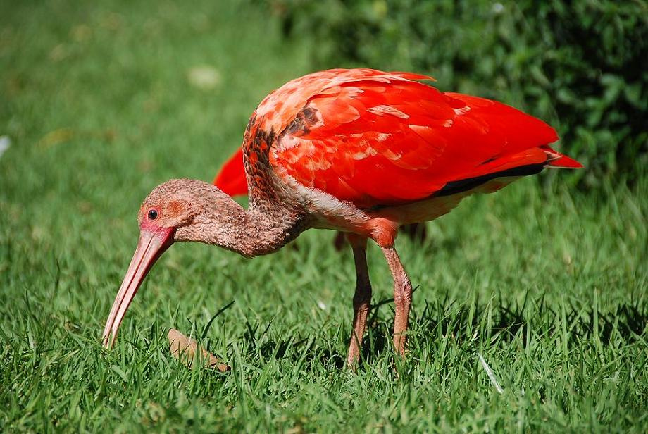 Scarlet ibis Ибис